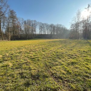 Wiese am Waldrand