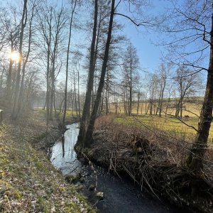 Wald entlang der kleinen Triebisch
