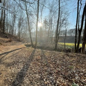 Weg und Wald 